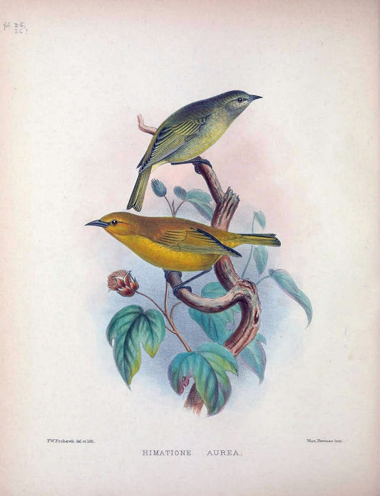Aves Hawaiienses :.London :R.H. Porter,1890-1899.. |  | Vintage Print Reproduction 459933
