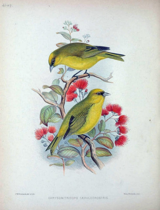 Aves Hawaiienses :.London :R.H. Porter,1890-1899.. |  | Vintage Print Reproduction 459934