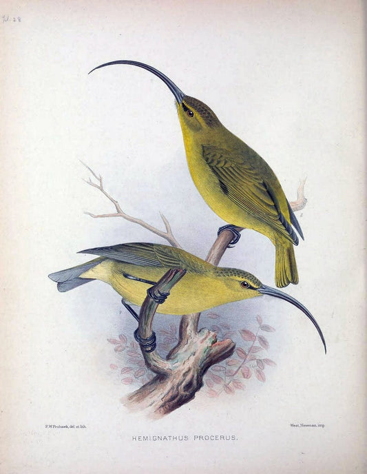 Aves Hawaiienses :.London :R.H. Porter,1890-1899.. |  | Vintage Print Reproduction 459935