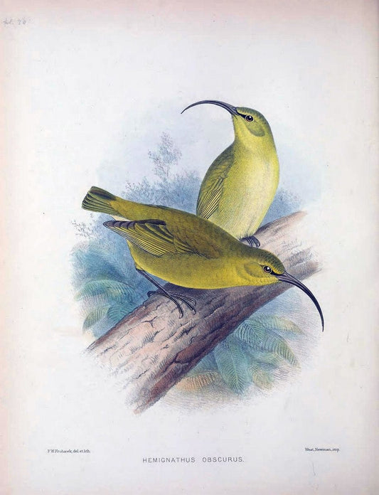 Aves Hawaiienses :.London :R.H. Porter,1890-1899.. |  | Vintage Print Reproduction 459937