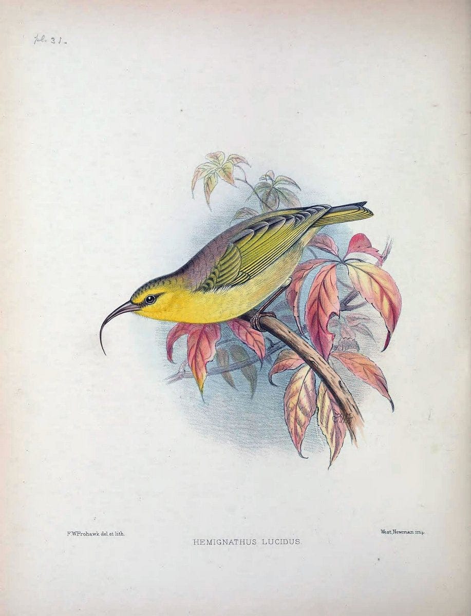 Aves Hawaiienses :.London :R.H. Porter,1890-1899.. |  | Vintage Print Reproduction 459938