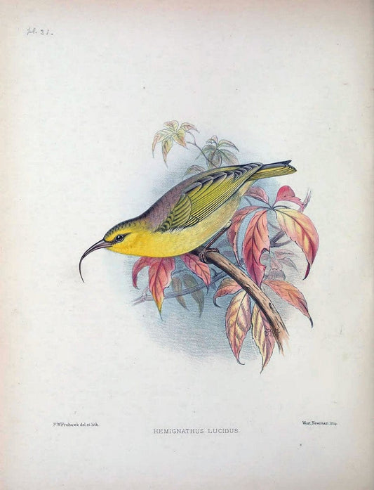 Aves Hawaiienses :.London :R.H. Porter,1890-1899.. |  | Vintage Print Reproduction 459938