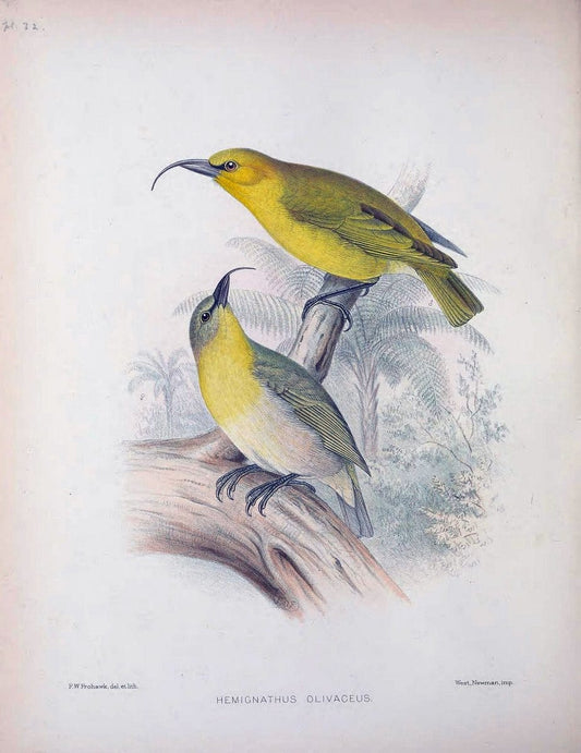 Aves Hawaiienses :.London :R.H. Porter,1890-1899.. |  | Vintage Print Reproduction 459939