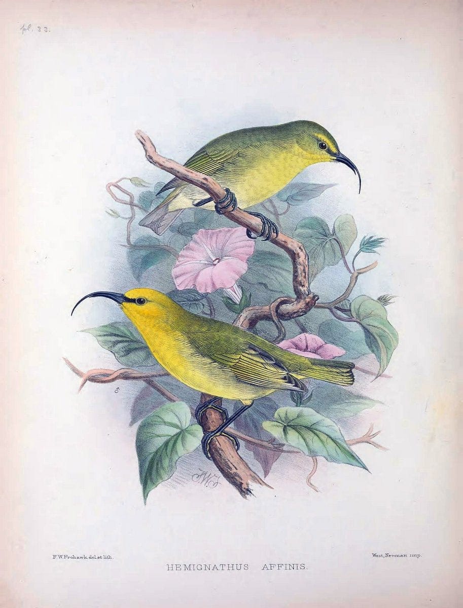 Aves Hawaiienses :.London :R.H. Porter,1890-1899.. |  | Vintage Print Reproduction 459940