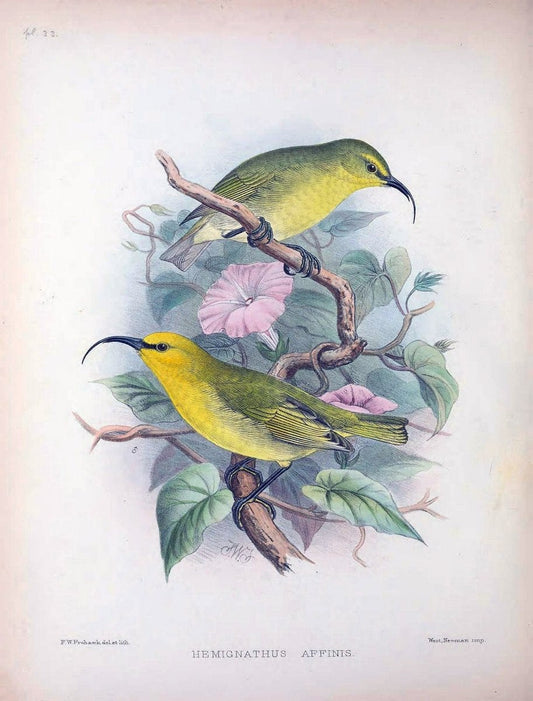 Aves Hawaiienses :.London :R.H. Porter,1890-1899.. |  | Vintage Print Reproduction 459940