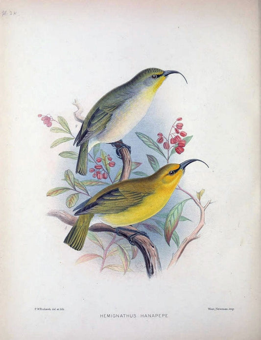 Aves Hawaiienses :.London :R.H. Porter,1890-1899.. |  | Vintage Print Reproduction 459941