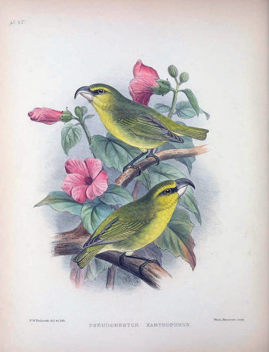 Aves Hawaiienses :.London :R.H. Porter,1890-1899.. |  | Vintage Print Reproduction 459942