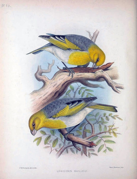 Aves Hawaiienses :.London :R.H. Porter,1890-1899.. |  | Vintage Print Reproduction 459944