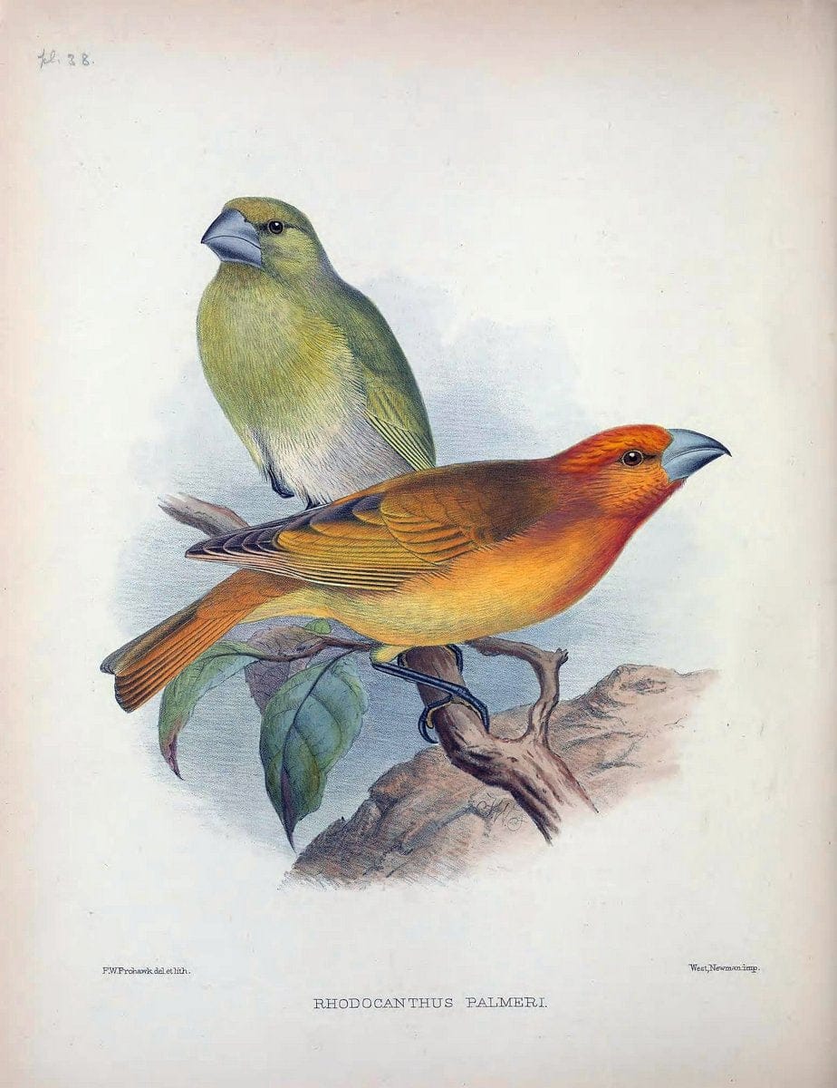 Aves Hawaiienses :.London :R.H. Porter,1890-1899.. |  | Vintage Print Reproduction 459945