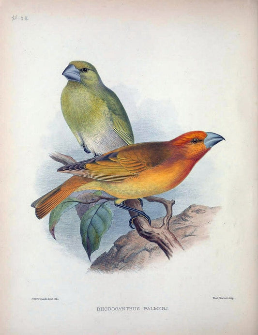 Aves Hawaiienses :.London :R.H. Porter,1890-1899.. |  | Vintage Print Reproduction 459945