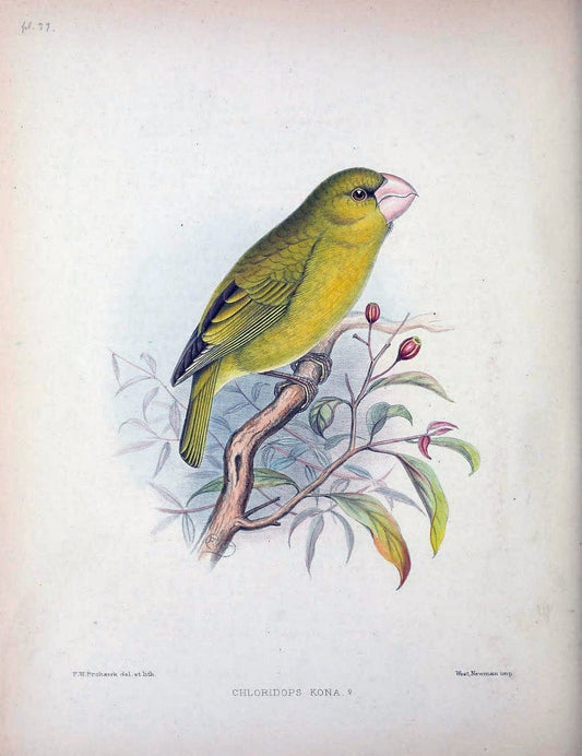 Aves Hawaiienses :.London :R.H. Porter,1890-1899.. |  | Vintage Print Reproduction 459946