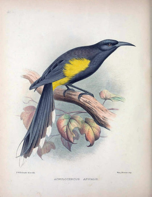 Aves Hawaiienses :.London :R.H. Porter,1890-1899.. |  | Vintage Print Reproduction 459948