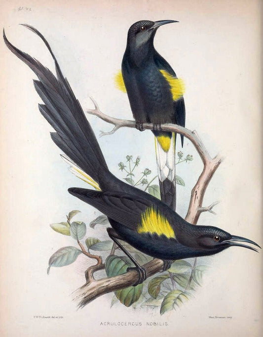 Aves Hawaiienses :.London :R.H. Porter,1890-1899.. |  | Vintage Print Reproduction 459949