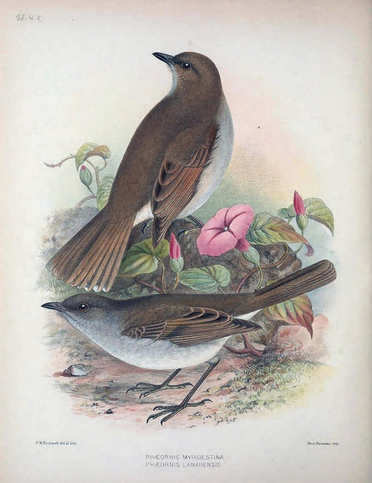 Aves Hawaiienses :.London :R.H. Porter,1890-1899.. |  | Vintage Print Reproduction 459952