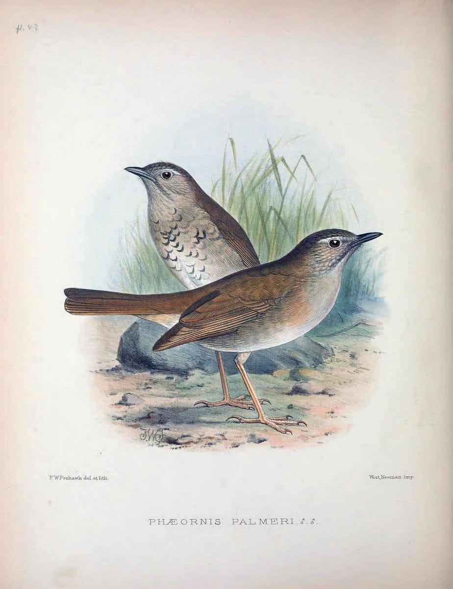 Aves Hawaiienses :.London :R.H. Porter,1890-1899.. |  | Vintage Print Reproduction 459954