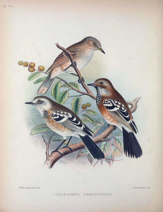 Aves Hawaiienses :.London :R.H. Porter,1890-1899.. |  | Vintage Print Reproduction 459955