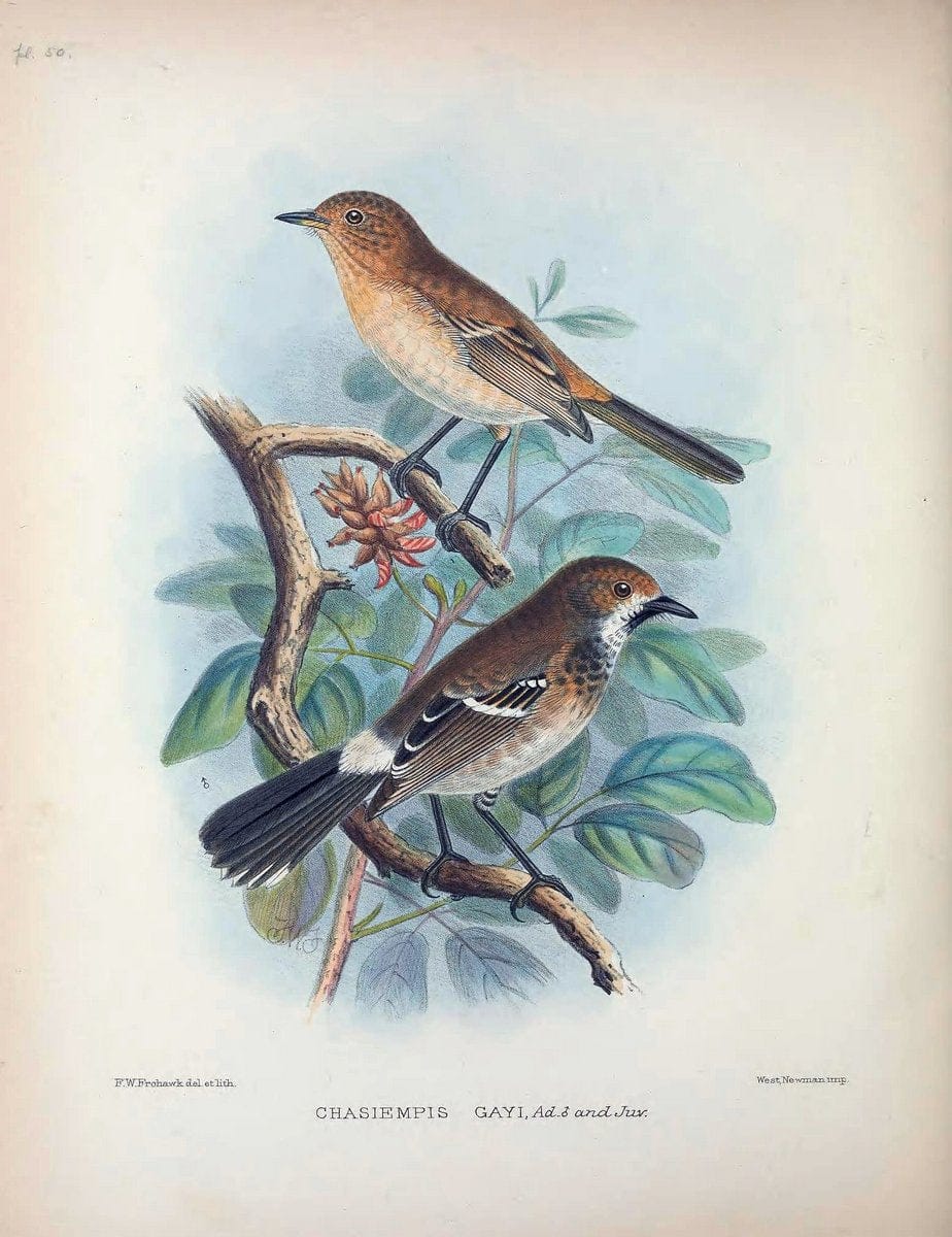 Aves Hawaiienses :.London :R.H. Porter,1890-1899.. |  | Vintage Print Reproduction 459956