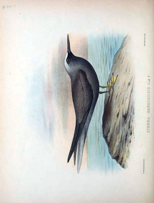 Aves Hawaiienses :.London :R.H. Porter,1890-1899.. |  | Vintage Print Reproduction 459958