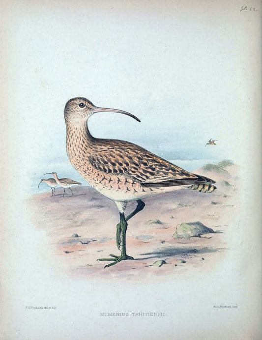 Aves Hawaiienses :.London :R.H. Porter,1890-1899.. |  | Vintage Print Reproduction 459959