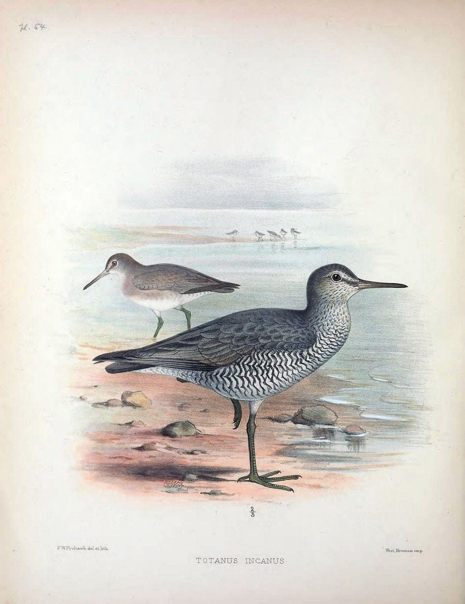 Aves Hawaiienses :.London :R.H. Porter,1890-1899.. |  | Vintage Print Reproduction 459960