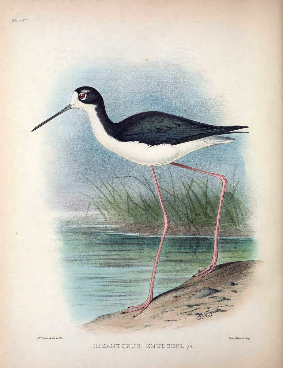 Aves Hawaiienses :.London :R.H. Porter,1890-1899.. |  | Vintage Print Reproduction 459961
