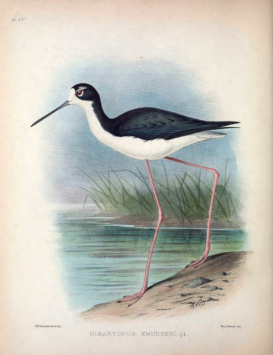 Aves Hawaiienses :.London :R.H. Porter,1890-1899.. |  | Vintage Print Reproduction 459961