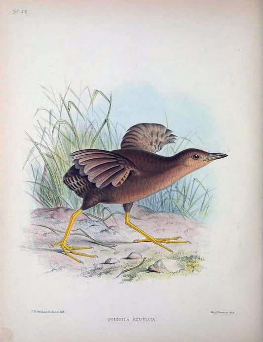 Aves Hawaiienses :.London :R.H. Porter,1890-1899.. |  | Vintage Print Reproduction 459964