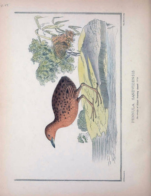 Aves Hawaiienses :.London :R.H. Porter,1890-1899.. |  | Vintage Print Reproduction 459965