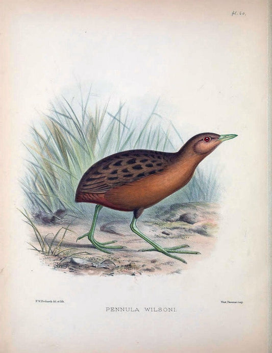 Aves Hawaiienses :.London :R.H. Porter,1890-1899.. |  | Vintage Print Reproduction 459966