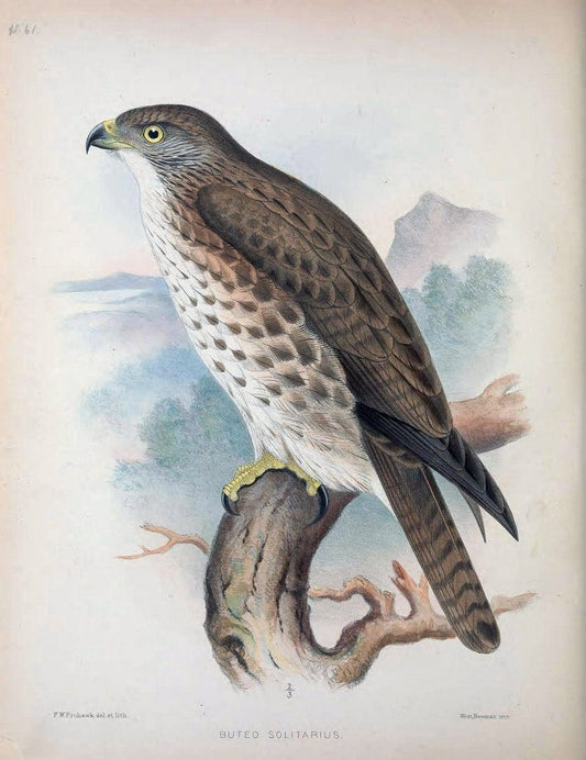 Aves Hawaiienses :.London :R.H. Porter,1890-1899.. |  | Vintage Print Reproduction 459967