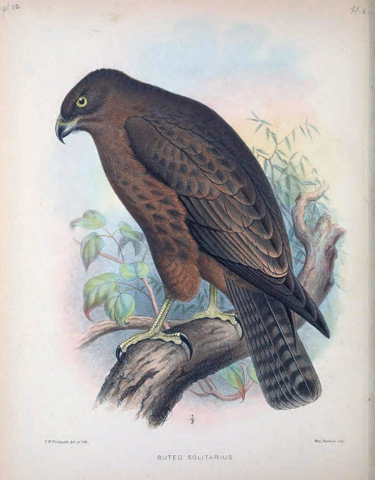 Aves Hawaiienses :.London :R.H. Porter,1890-1899.. |  | Vintage Print Reproduction 459968