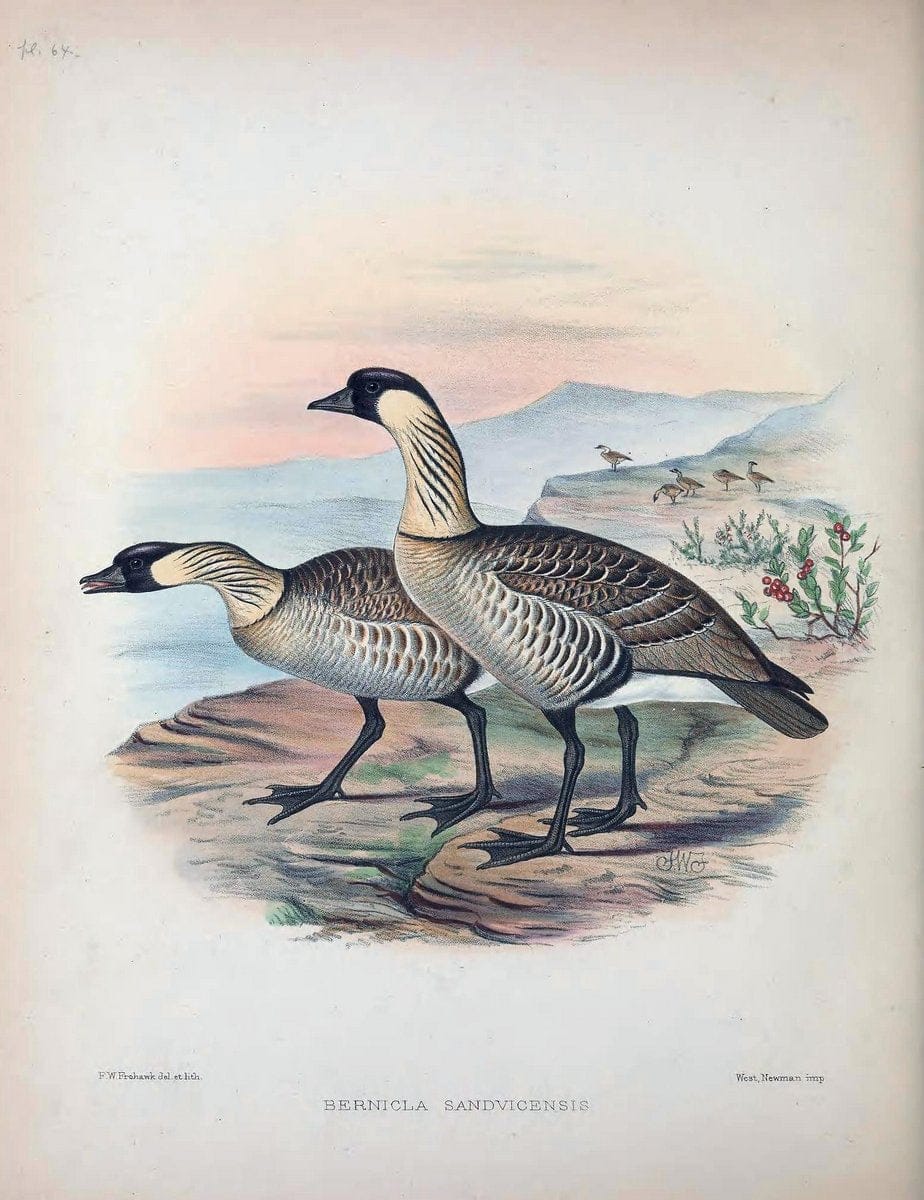 Aves Hawaiienses :.London :R.H. Porter,1890-1899.. |  | Vintage Print Reproduction 459970