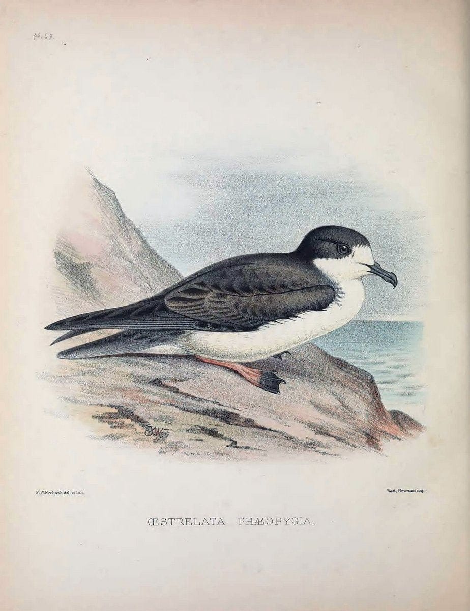 Aves Hawaiienses :.London :R.H. Porter,1890-1899.. |  | Vintage Print Reproduction 459973