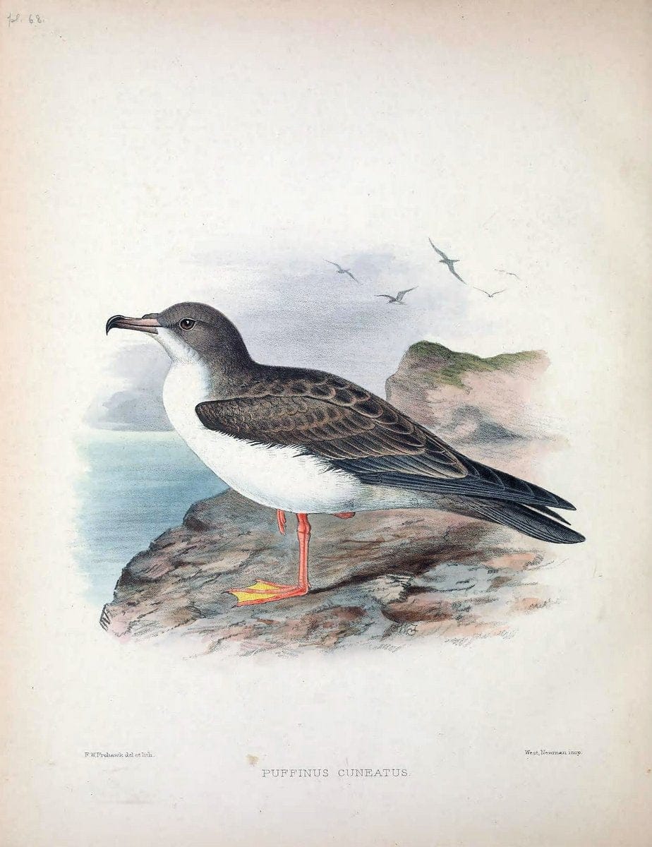 Aves Hawaiienses :.London :R.H. Porter,1890-1899.. |  | Vintage Print Reproduction 459974