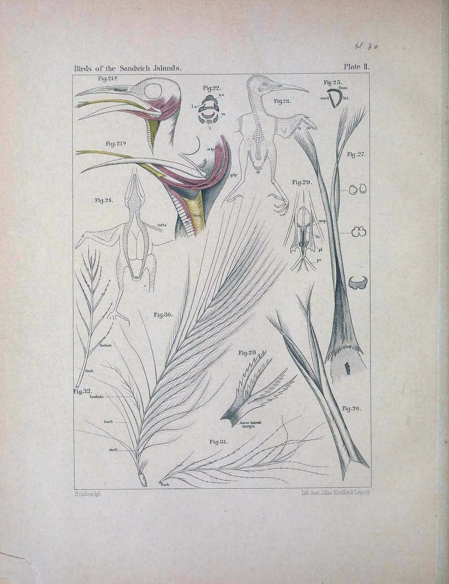 Aves Hawaiienses :.London :R.H. Porter,1890-1899.. |  | Vintage Print Reproduction 459976