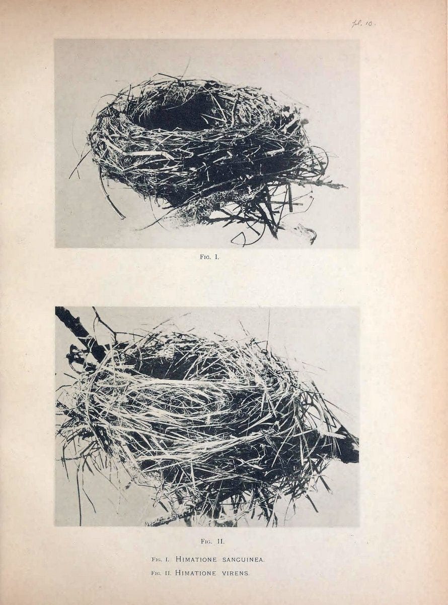 Aves Hawaiienses :.London :R.H. Porter,1890-1899.. |  | Vintage Print Reproduction 459977