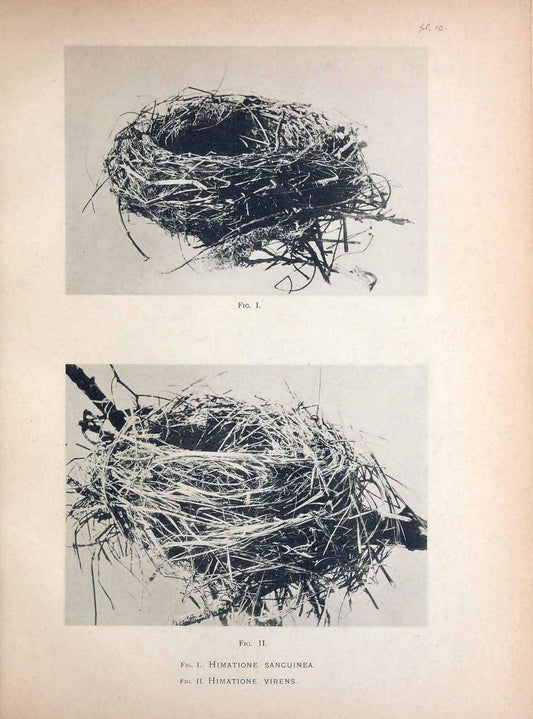 Aves Hawaiienses :.London :R.H. Porter,1890-1899.. |  | Vintage Print Reproduction 459977