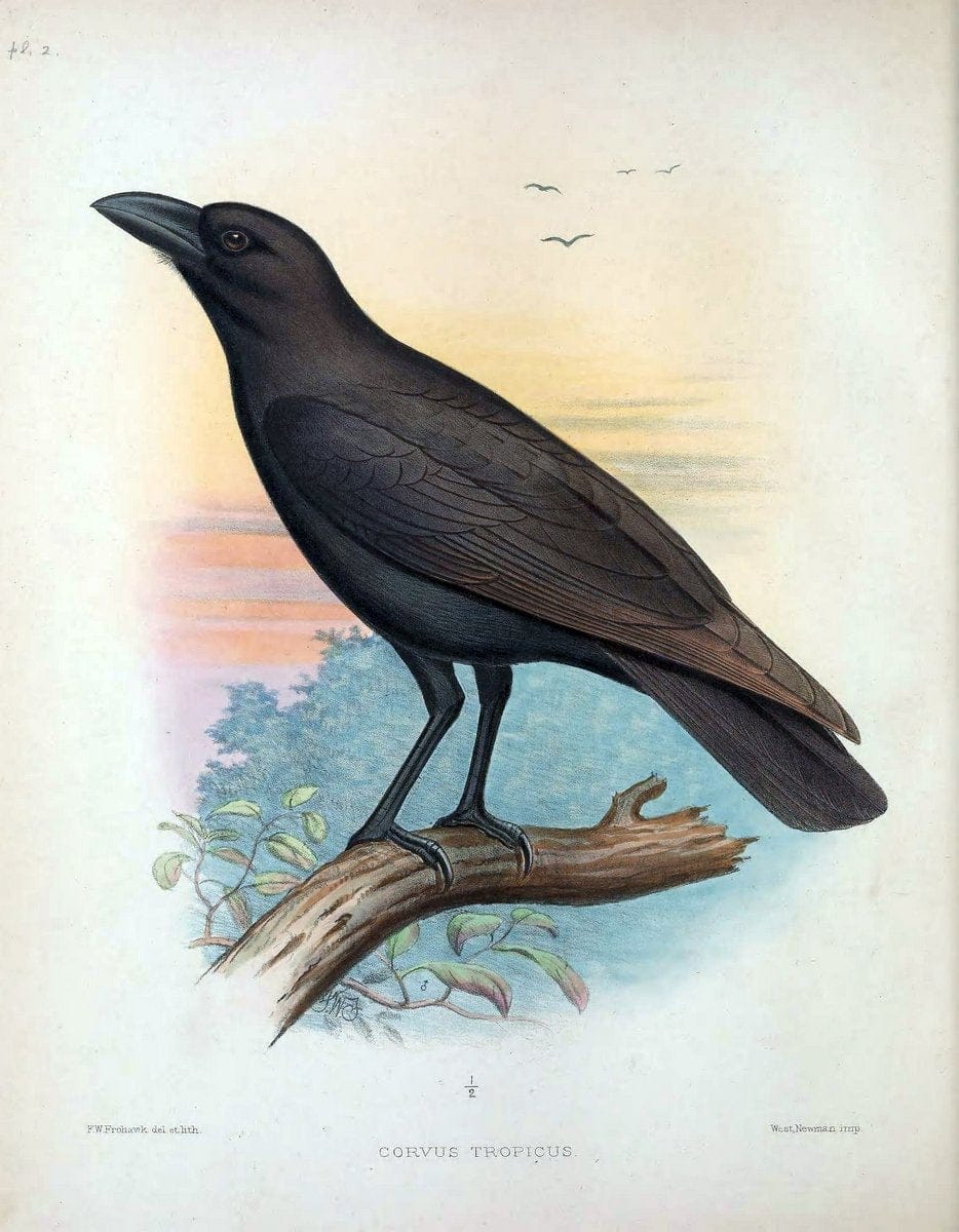 Aves Hawaiienses :.London :R.H. Porter,1890-1899.. |  | Vintage Print Reproduction 459979