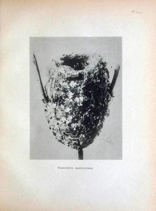 Aves Hawaiienses :.London :R.H. Porter,1890-1899.. |  | Vintage Print Reproduction 459980
