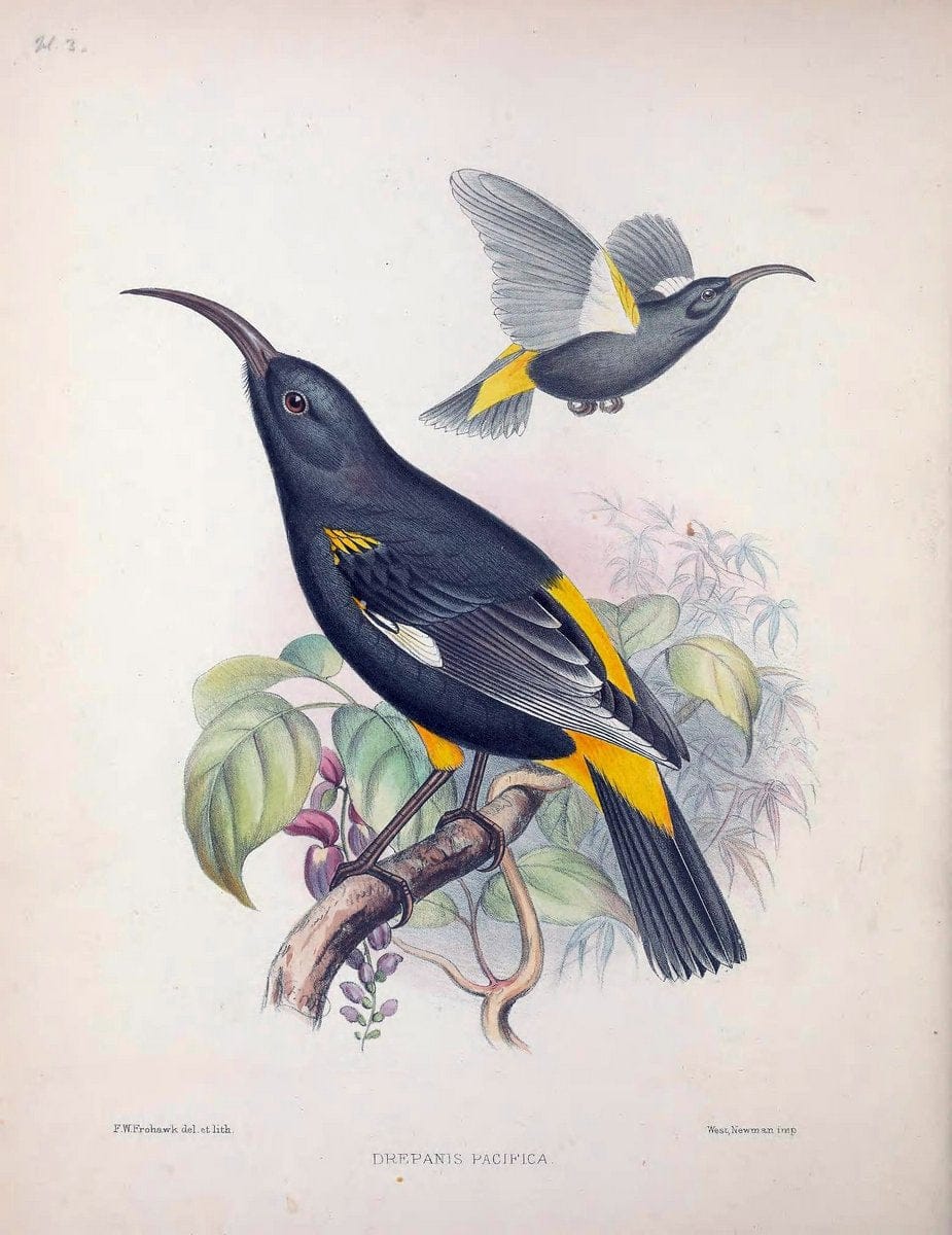 Aves Hawaiienses :.London :R.H. Porter,1890-1899.. |  | Vintage Print Reproduction 459981