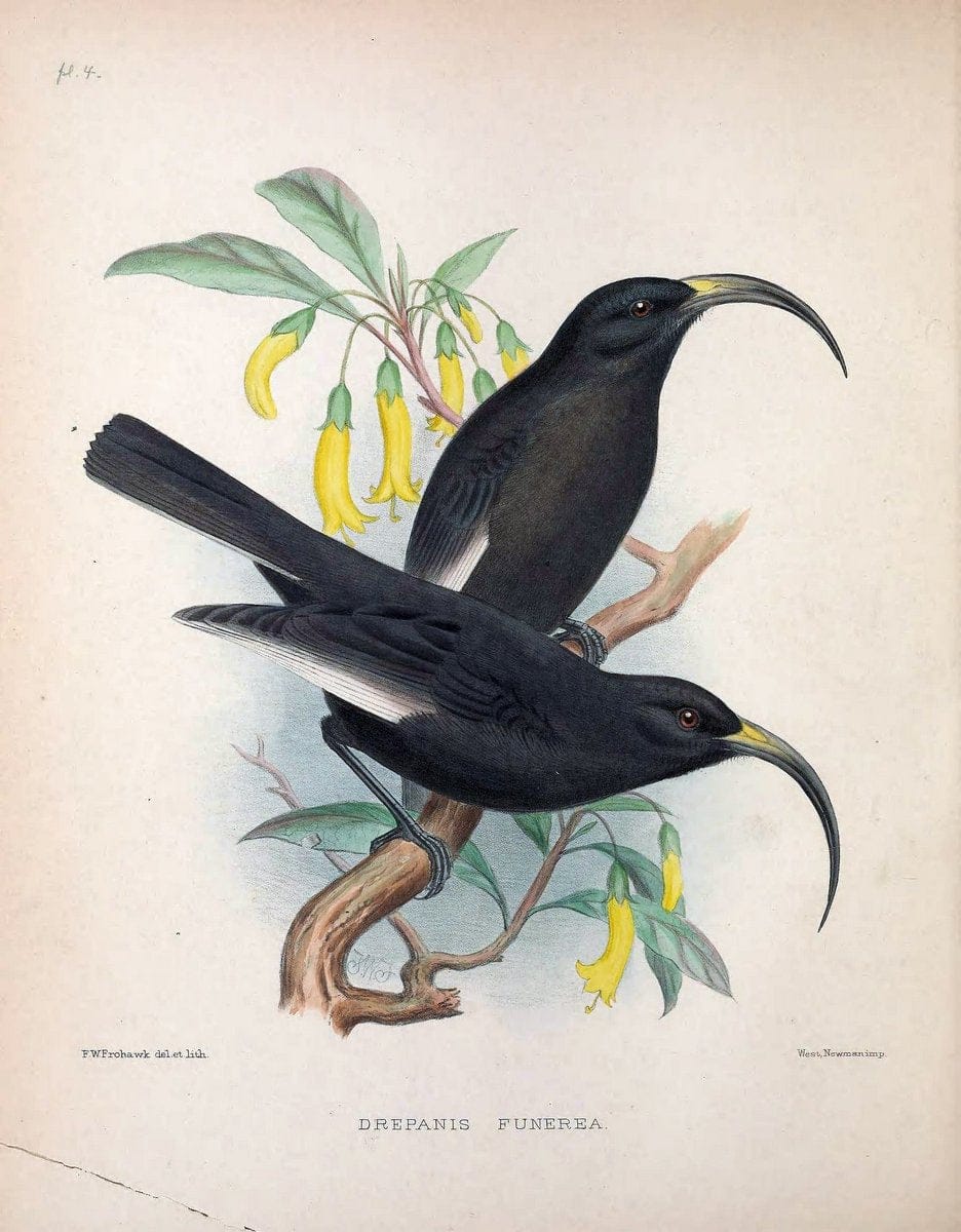 Aves Hawaiienses :.London :R.H. Porter,1890-1899.. |  | Vintage Print Reproduction 459982