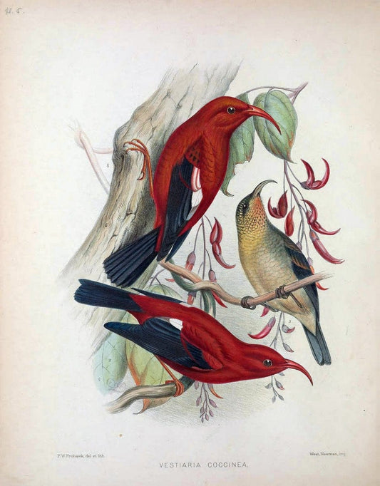 Aves Hawaiienses :.London :R.H. Porter,1890-1899.. |  | Vintage Print Reproduction 459983