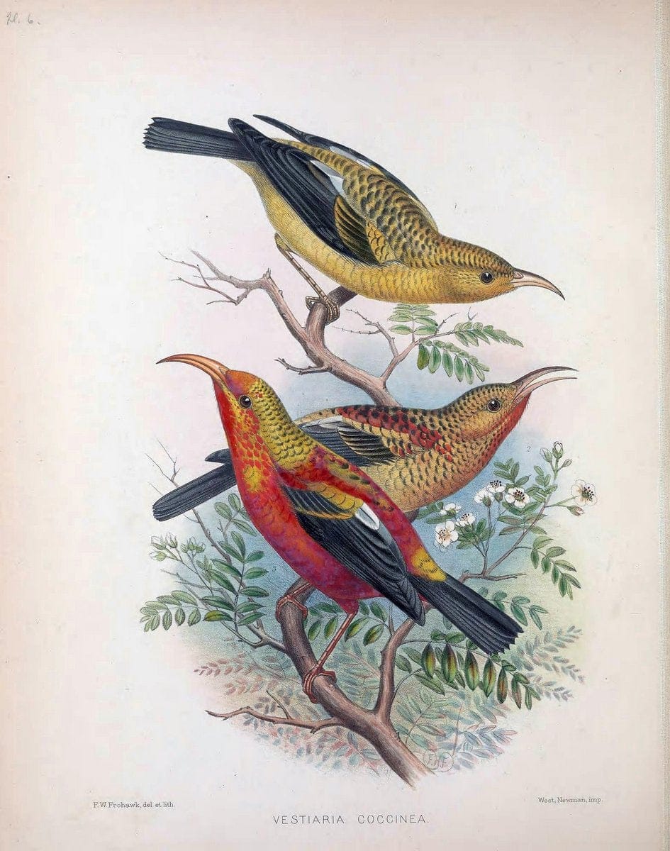 Aves Hawaiienses :.London :R.H. Porter,1890-1899.. |  | Vintage Print Reproduction 459984