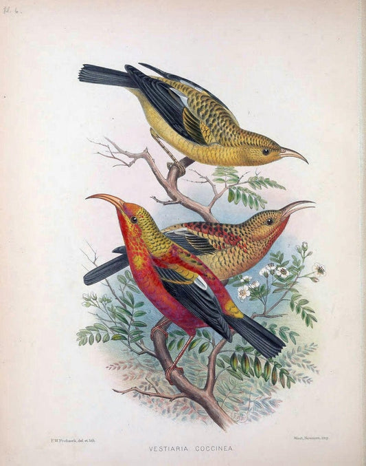 Aves Hawaiienses :.London :R.H. Porter,1890-1899.. |  | Vintage Print Reproduction 459984