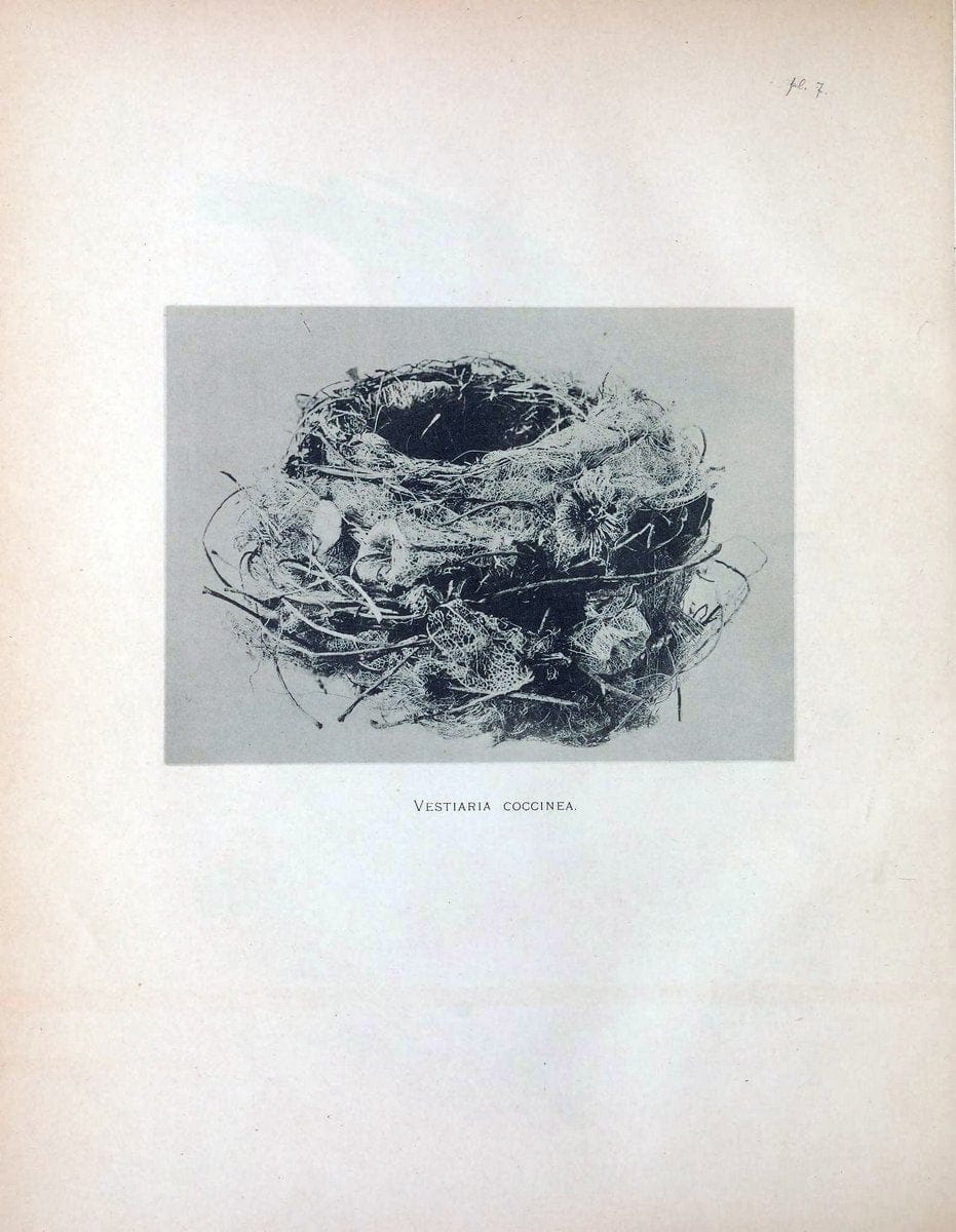 Aves Hawaiienses :.London :R.H. Porter,1890-1899.. |  | Vintage Print Reproduction 459985