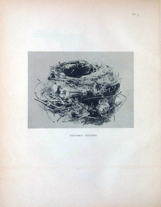 Aves Hawaiienses :.London :R.H. Porter,1890-1899.. |  | Vintage Print Reproduction 459985