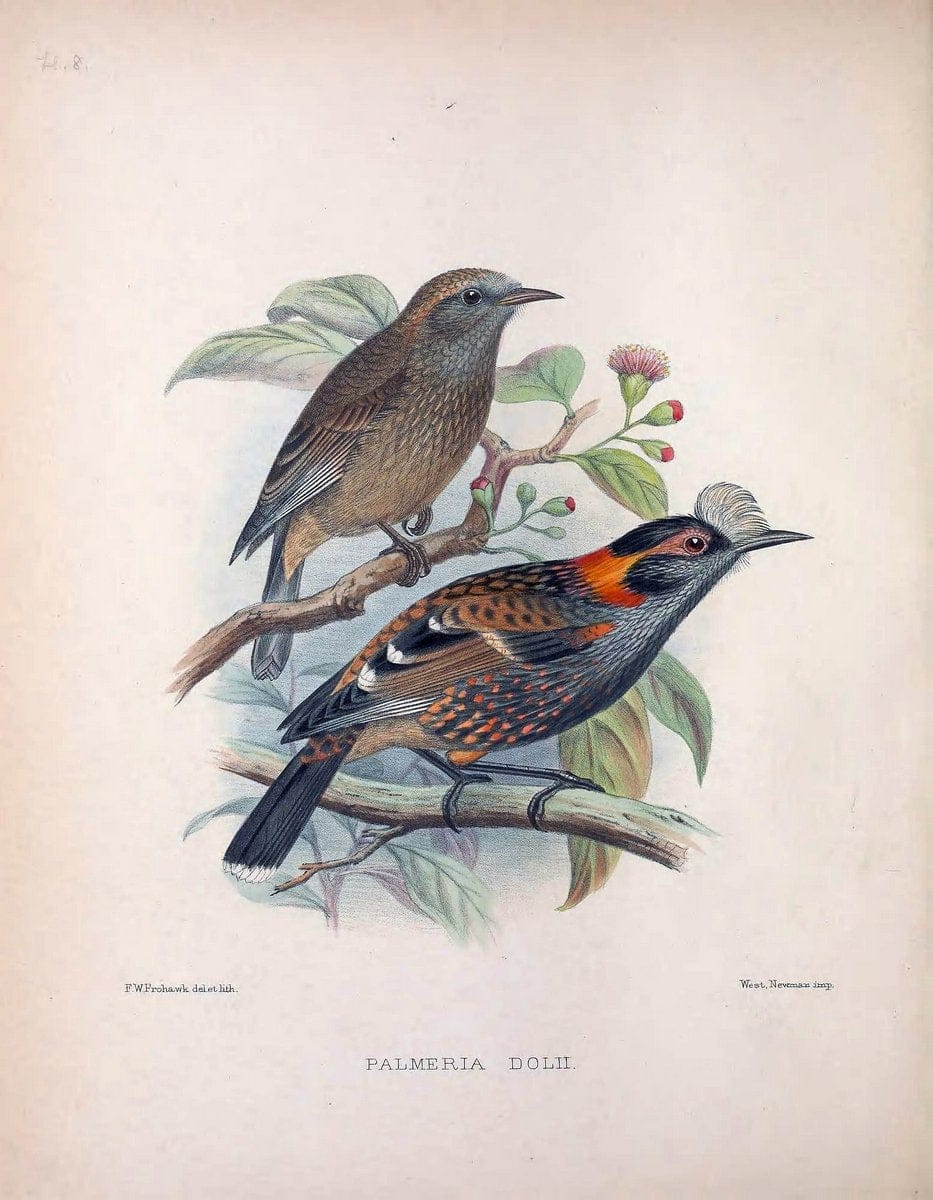 Aves Hawaiienses :.London :R.H. Porter,1890-1899.. |  | Vintage Print Reproduction 459986