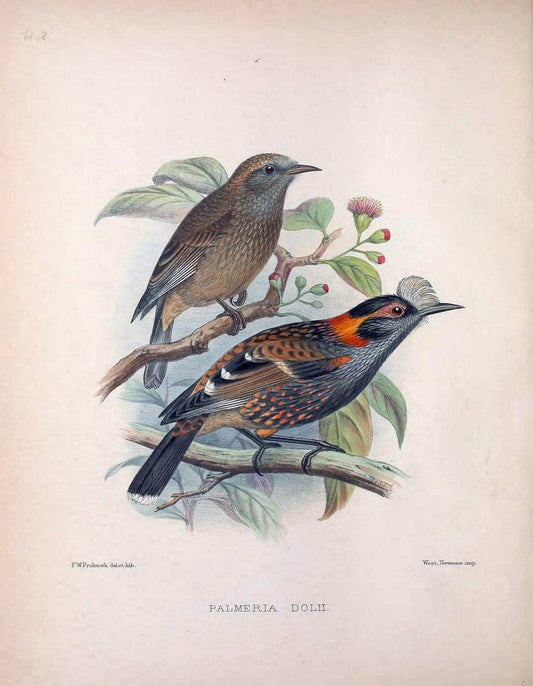 Aves Hawaiienses :.London :R.H. Porter,1890-1899.. |  | Vintage Print Reproduction 459986