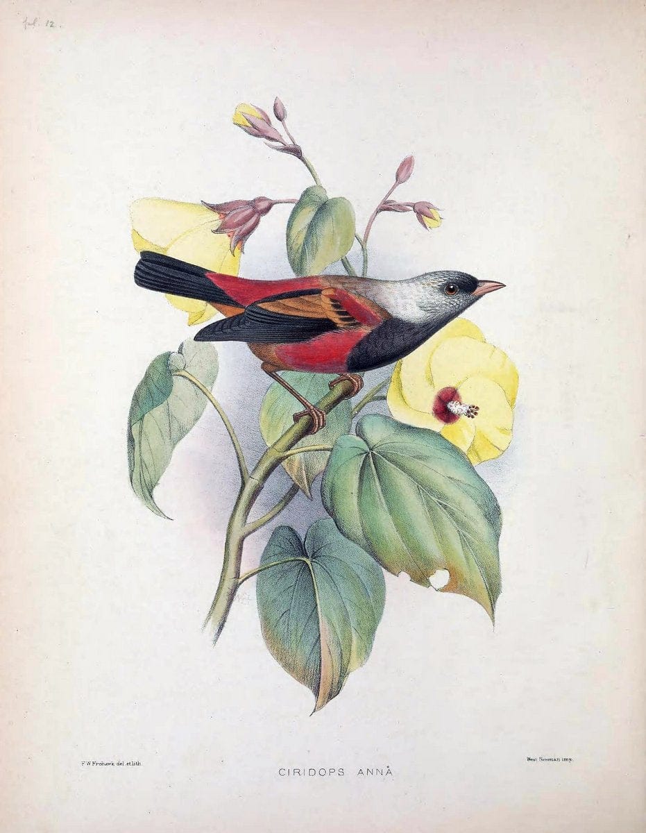 Aves Hawaiienses :.London :R.H. Porter,1890-1899.. |  | Vintage Print Reproduction 459989