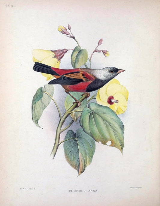 Aves Hawaiienses :.London :R.H. Porter,1890-1899.. |  | Vintage Print Reproduction 459989
